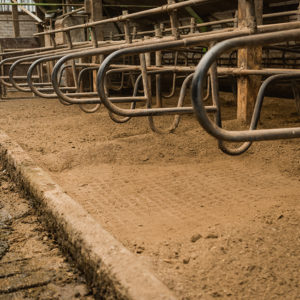 ECORASTER- zatravňovací dlažba pro koně- ECORASTER TP40- využití v praxi