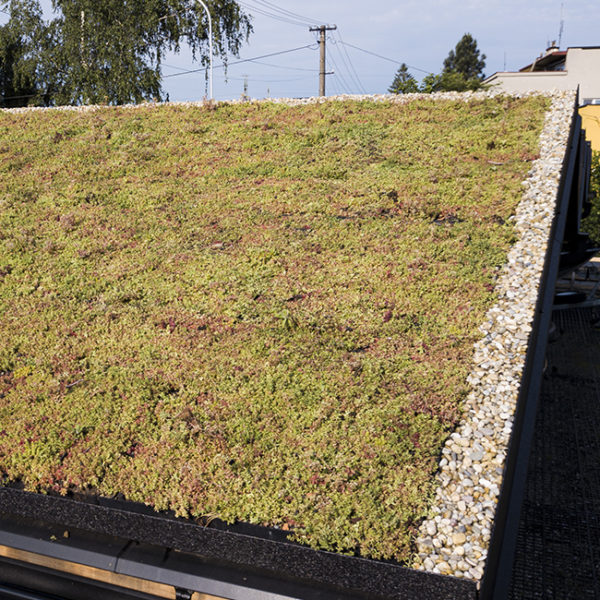 Zelená střecha ECOSEDUM Pack 65 – osázený - Image 14