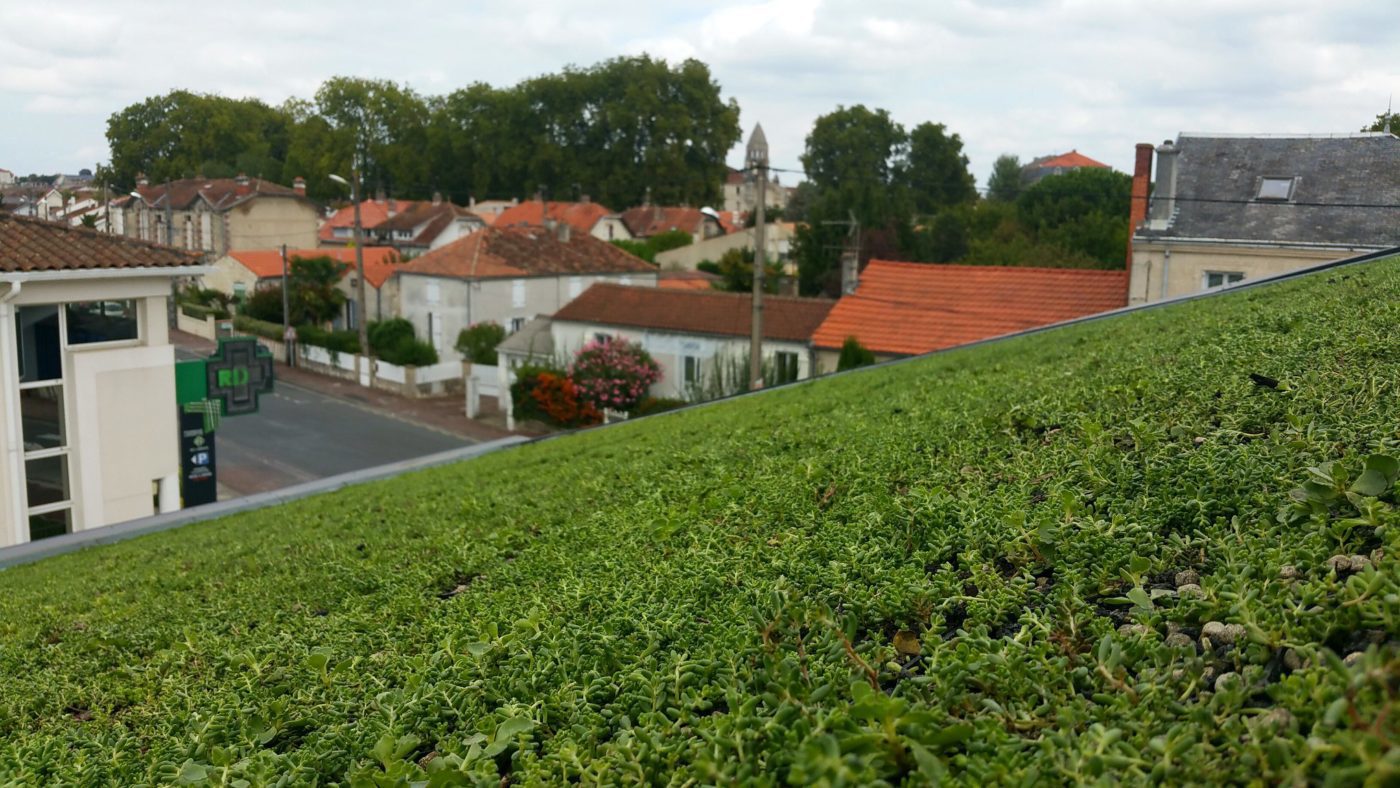 zelená střecha ECOSEDUM PACK osázený