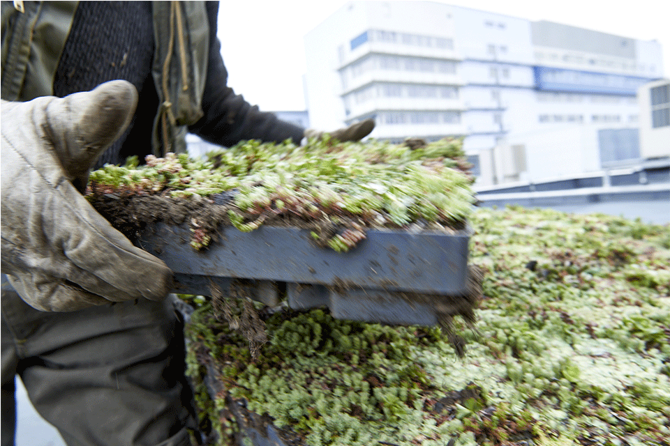 zelená střecha ECOSEDUM PACK osázený